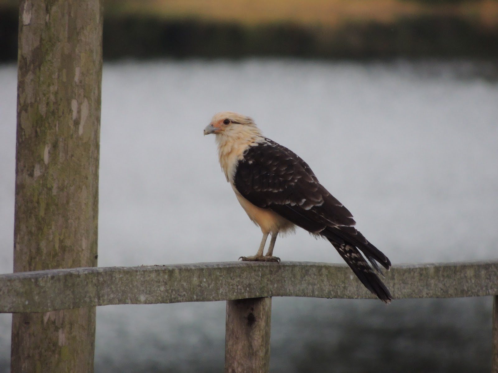 Yellow-headed caracara on the lodge railing
