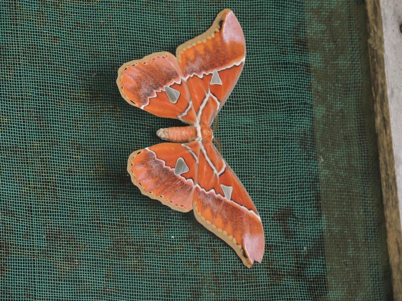 Orange moth resting on a screen