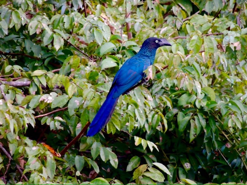 Blue bird among the leaves