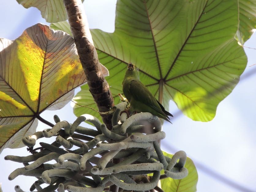 Small bird among cecropia leaves