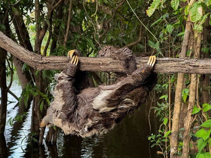 Sloth hanging over the flooded forest