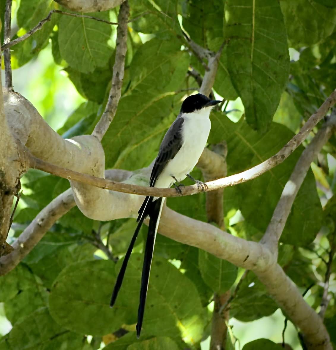 Fork-tailed flycatcher on a branch