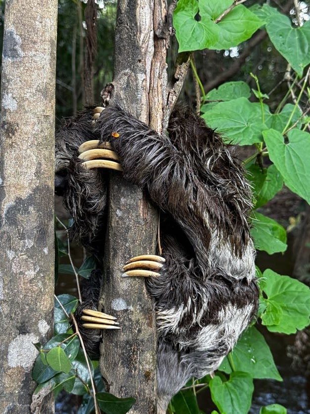 Sloth climbing a tree trunk