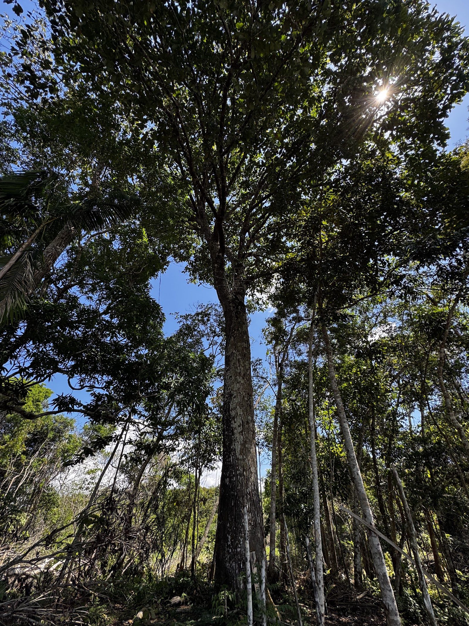 Tall trees on a forest trail