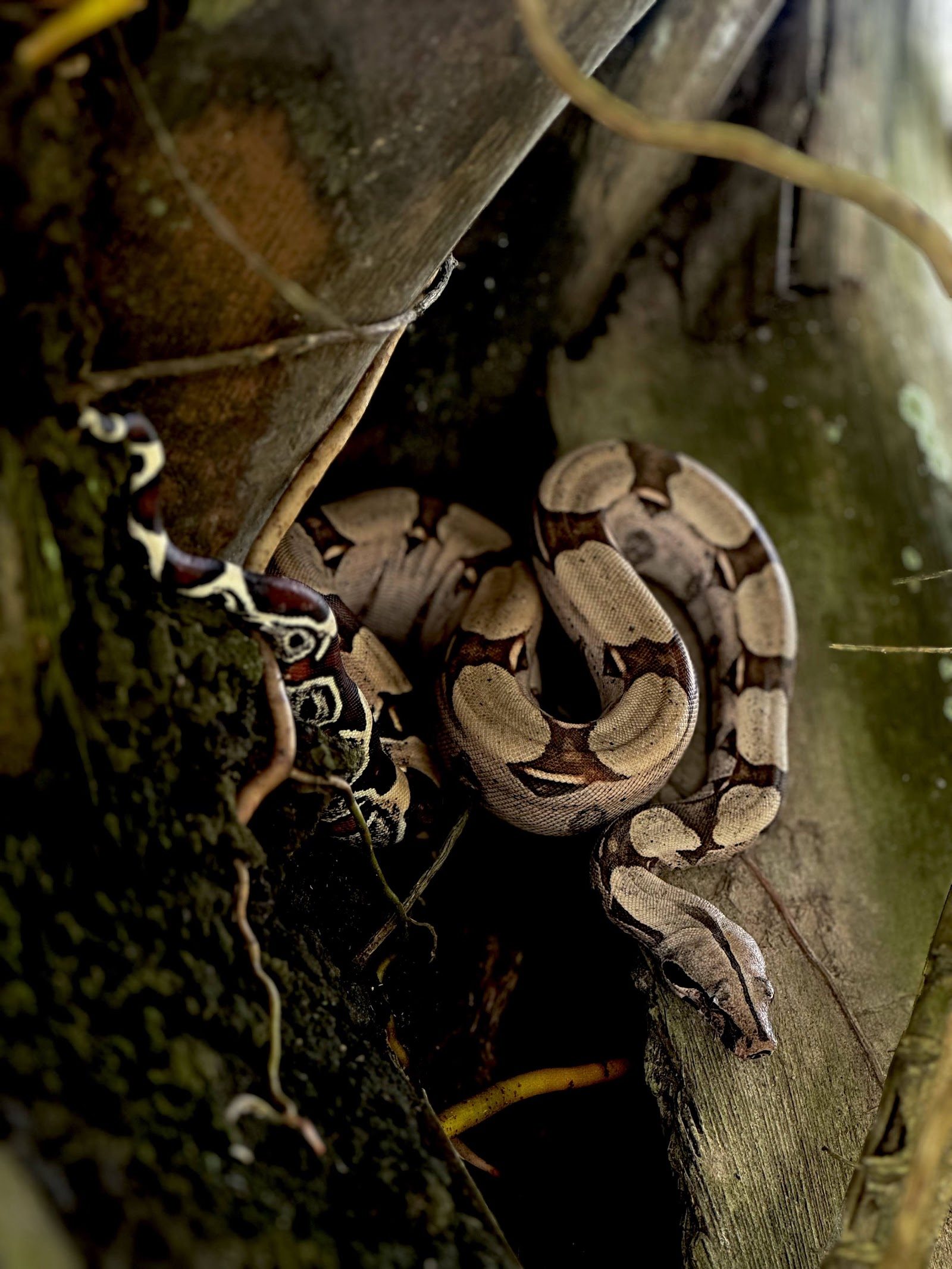 Boa coiled in a tree hollow