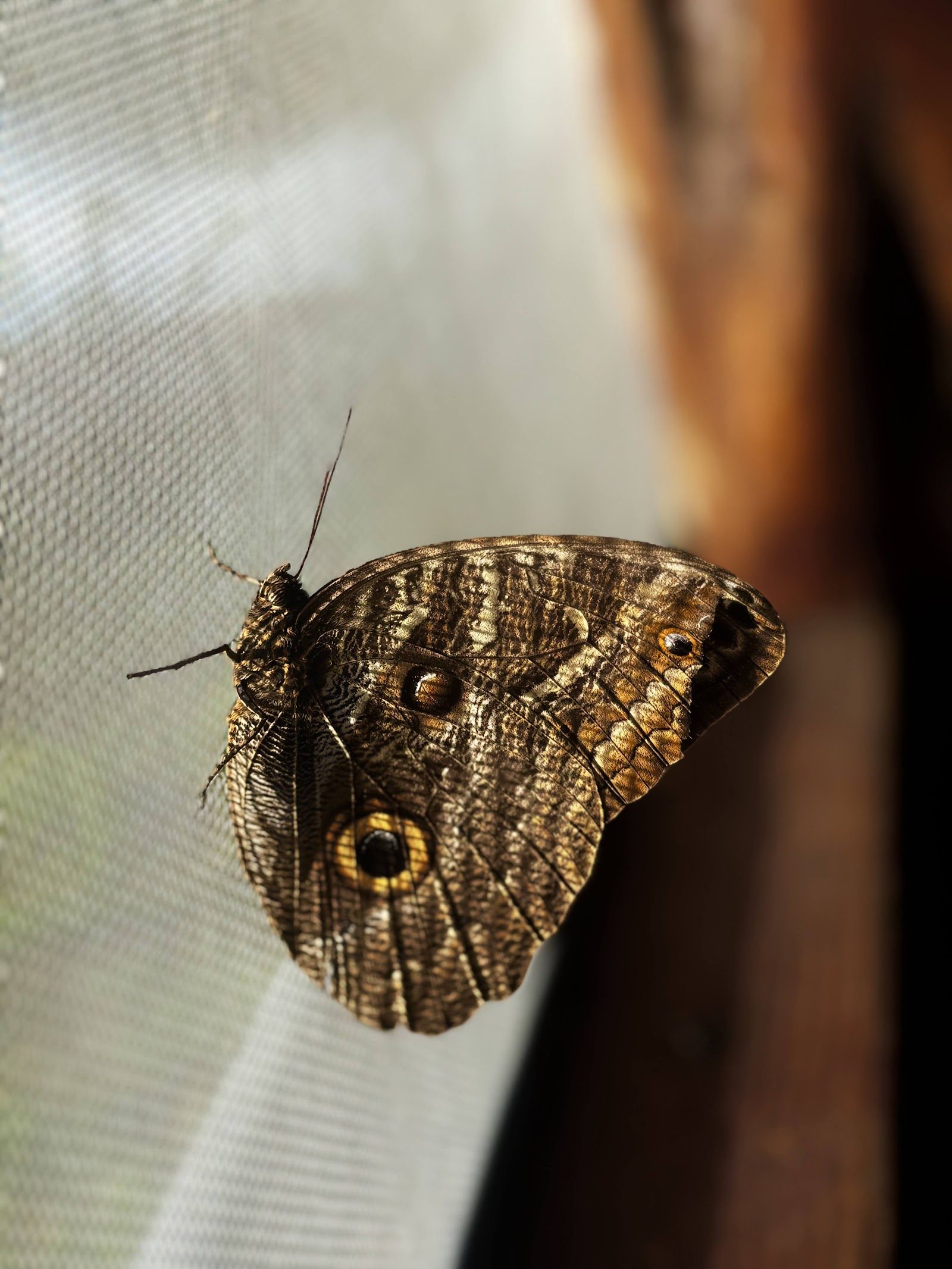Owl butterfly on the wall