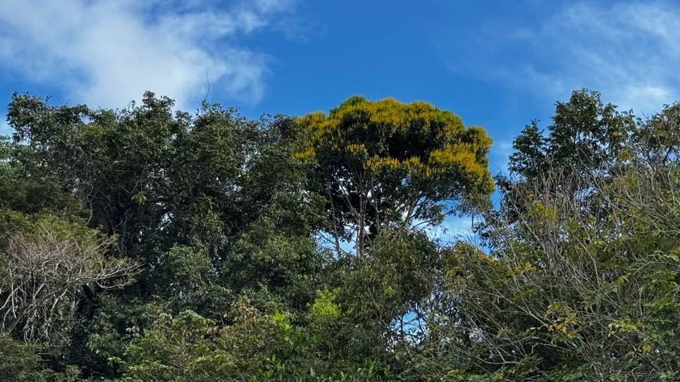 Rainforest canopy under blue sky
