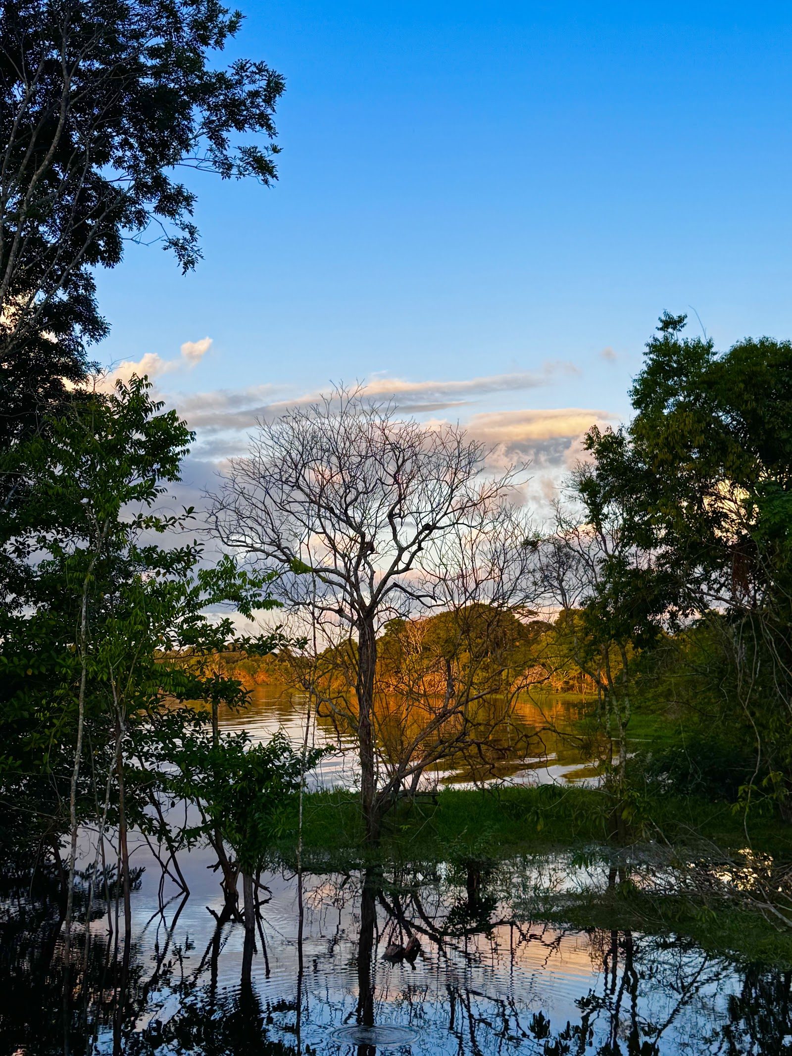 Flooded forest at the water's edge